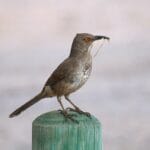 curved_bill_thrasher_bird