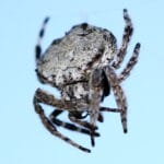 darwin_s_bark_spider