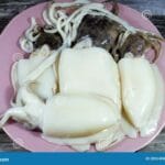decapodiformes