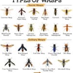 different_breeds_of_wasps