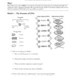 Dna Structure And Replication Pages 1  5  Text Version