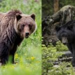do_grizzly_bears_climb_trees