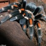 do_tarantulas_make_webs