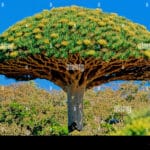 dracaena_cinnabari_the_dragon_blood_tree