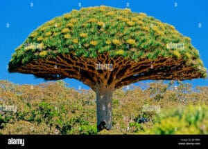 Dracaena Cinnabari: Unlocking the Secrets of Socotra's Dragon Blood Tree