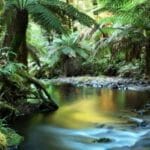ecosystem_that_rivals_rainforest