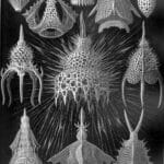 ernst_haeckel_artist