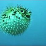 freshwater_blowfish