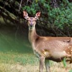 gestation_period_of_whitetail_deer