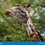 giraffge