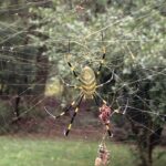golden_silk_spider