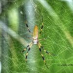 golden_silk_spider