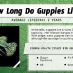guppy_lifespan
