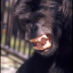 ham_the_chimp