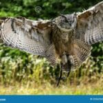 heaviest_owl_in_the_world