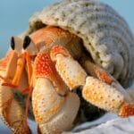 hermit_crab_average_lifespan
