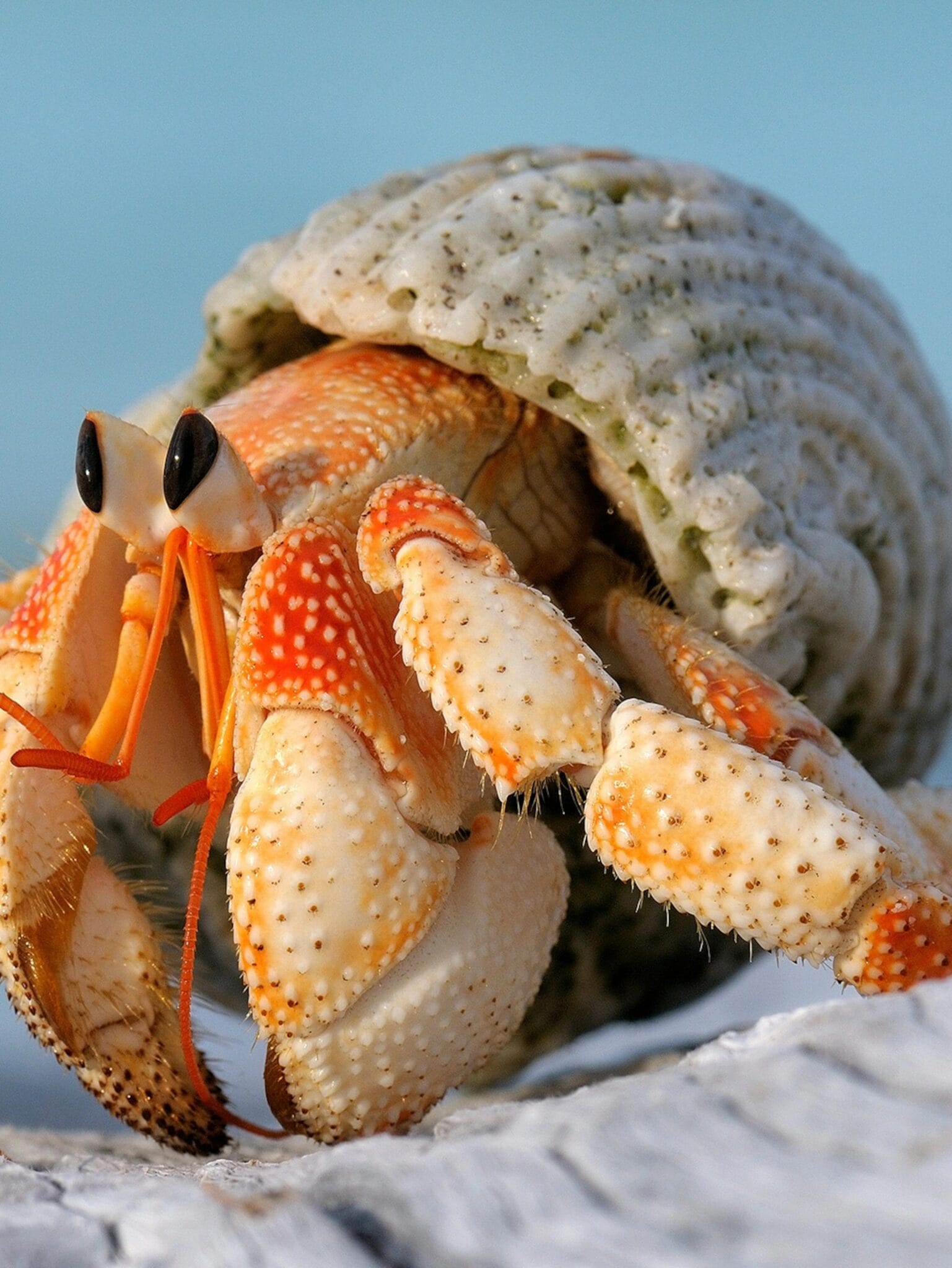 How Long Do Hermit Crabs Live? Wild vs. Pet Lifespans