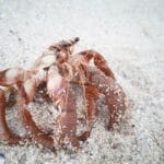 hermit_crab_life_expectancy