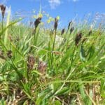 how_do_sedges_survive_the_alpine_biome