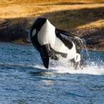how_fast_can_orcas_swim