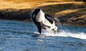 Orca Speed Demystified: Just How Fast Can These Ocean Predators Swim?