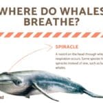 how_long_can_orcas_hold_their_breath