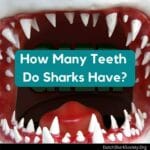 how_many_rows_of_teeth_do_sharks_have