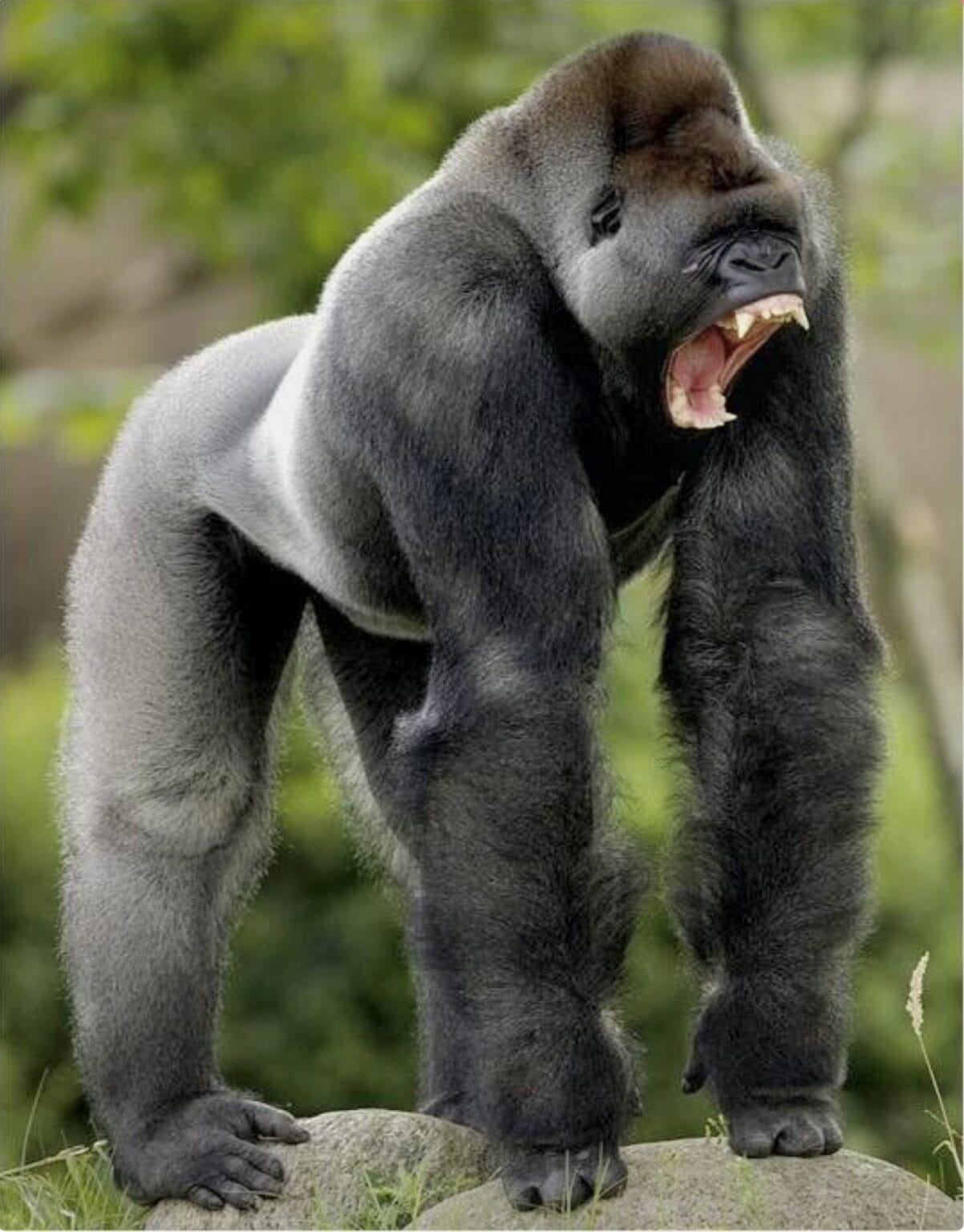 How Much Does a Silverback Gorilla Weigh? Unveiling the Giants' True Size