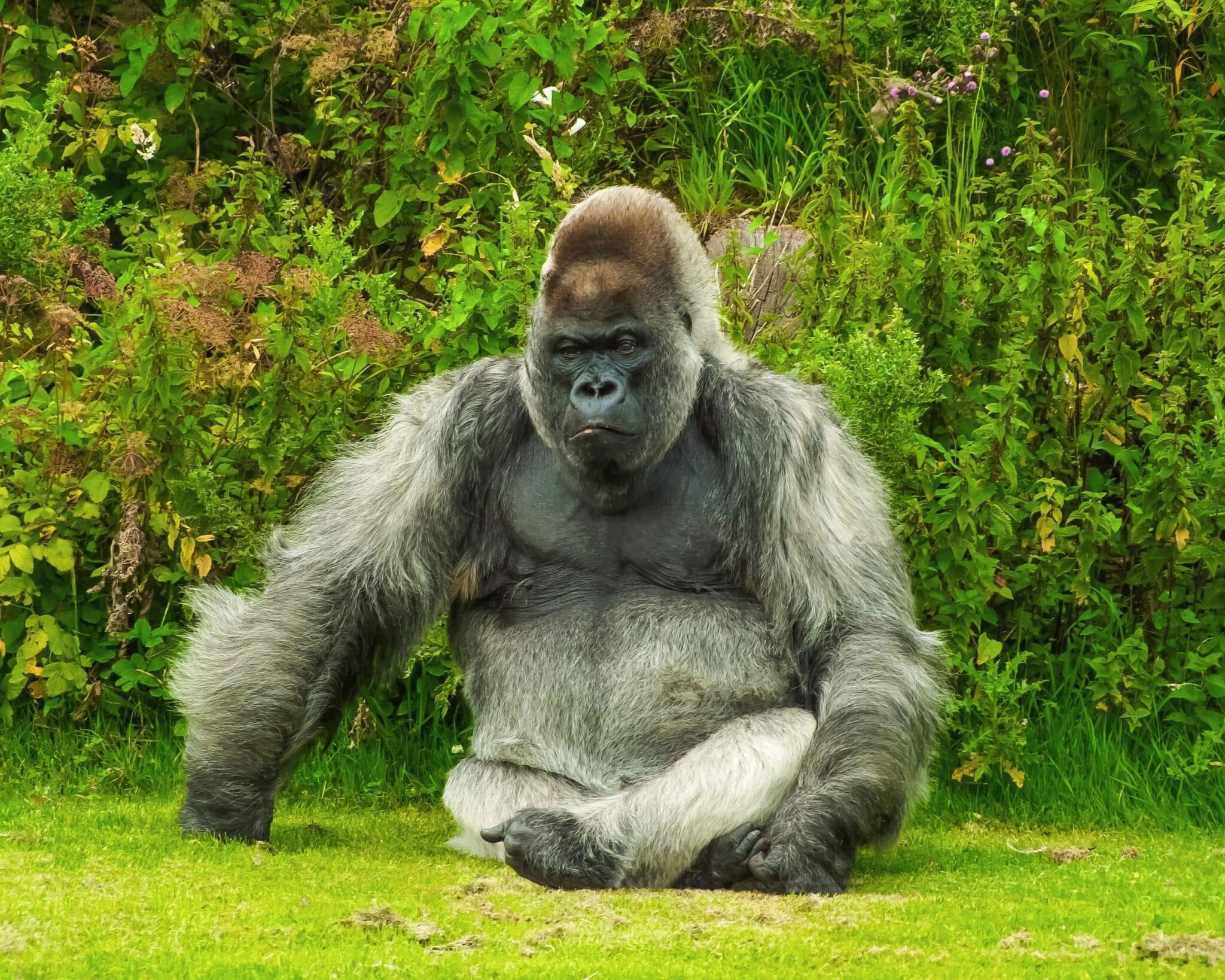 How Much Does a Silverback Gorilla REALLY Weigh? Unveiling the Facts