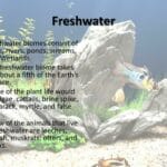 how_much_does_it_rain_in_the_freshwater_biome