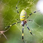 joro_spider_parachute