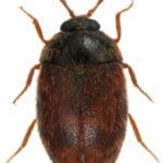 khapra_beetle