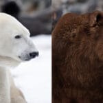 kodiak_bear_versus_polar_bear
