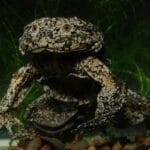 lake_titicaca_frog