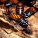 largest_cockroach_scientific_name