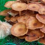 lawn_mushroom_identification_pictures