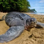 leatherback_sea_turtle_mouth