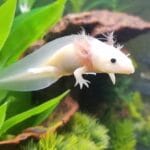leucistic_axolotl