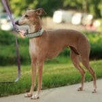 life_expectancy_of_greyhound_dogs