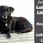 lifespan_of_a_lab_retriever