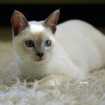lilac_point_siamese_cat