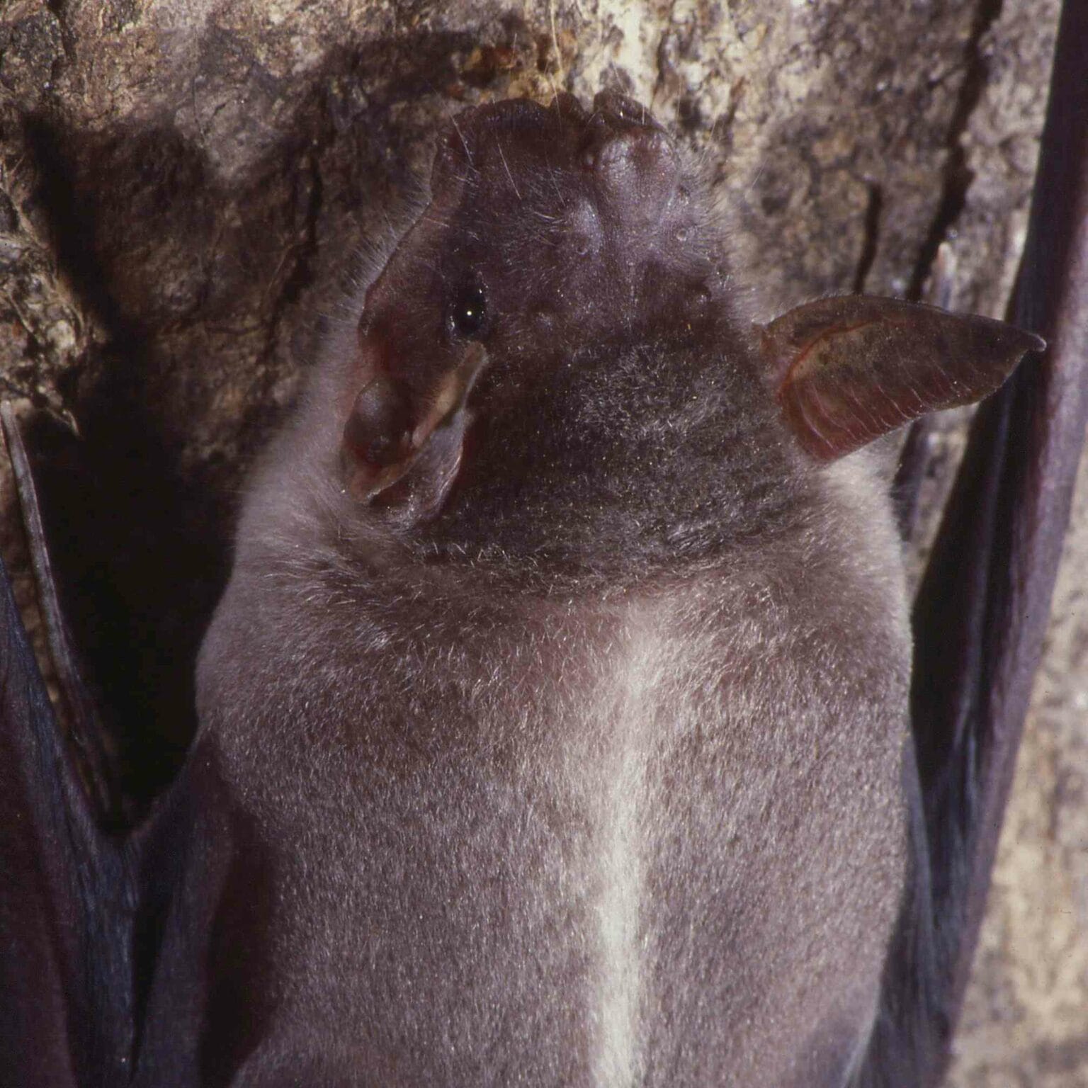NYT Crossword Sparks Debate Is the Sperm Whale Truly the Loudest