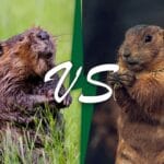 marmot_vs_woodchuck