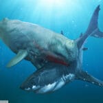 megalodon_vs_livyatan