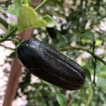 microcitrus_australasica_finger_lime