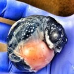mouth_of_a_leatherback_turtle