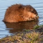muskrat_pictures