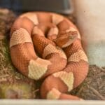 northern_copperhead_snake