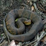 northern_cottonmouth