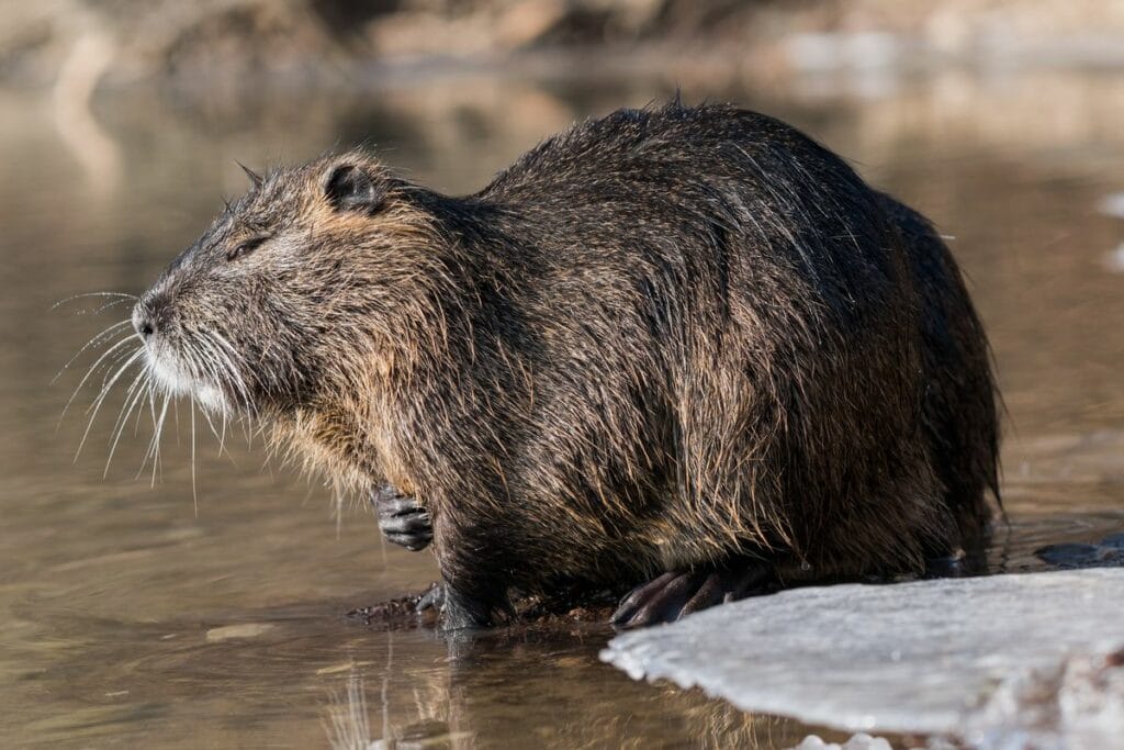 Invasive Rodent Nutria: The Invasive Rodent Destroying Ecosystems Across the Globe